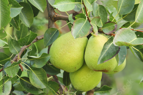 Two large pears hanging on a branch