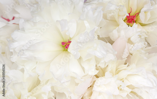 Fototapeta Naklejka Na Ścianę i Meble -  Gentle white flowers peony ,beautiful white background