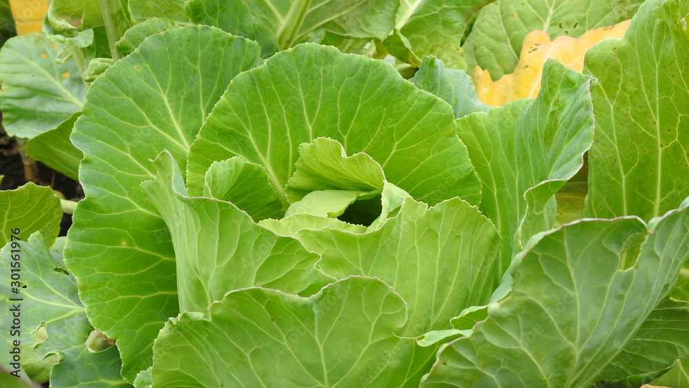 Cabbage Cabbage