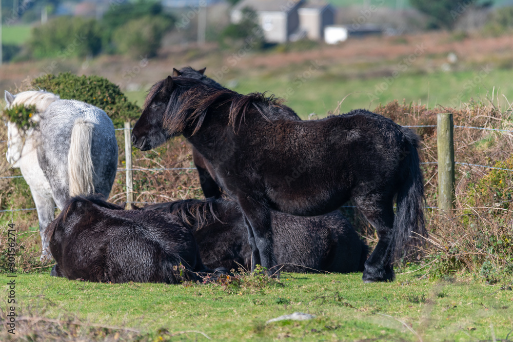 Sturdy moor ponies in Cornwall in autumn