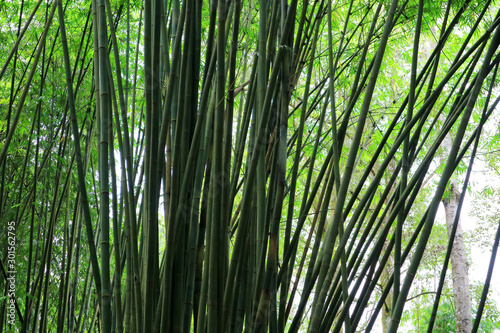 Groove of young bamboo tree with leaves, Full frame shot of bamboo trees (pohon bambu) Taken in Sibolangit, Indonesia