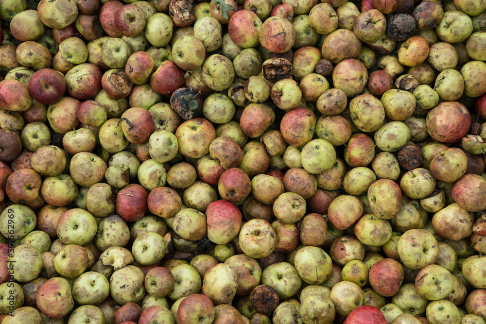 close up of apples ready to make cider close up of apples ready to make cider