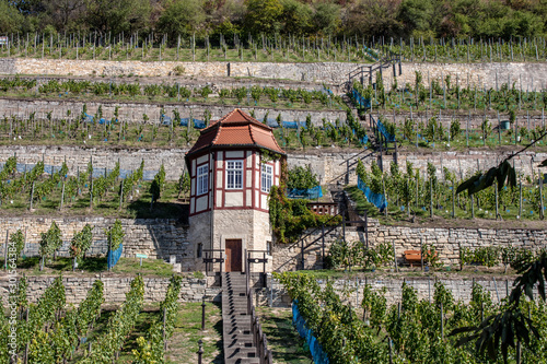 Saxony Anhalt, view of vineyards with grapevines in autumn in Freyburg / Unstrut