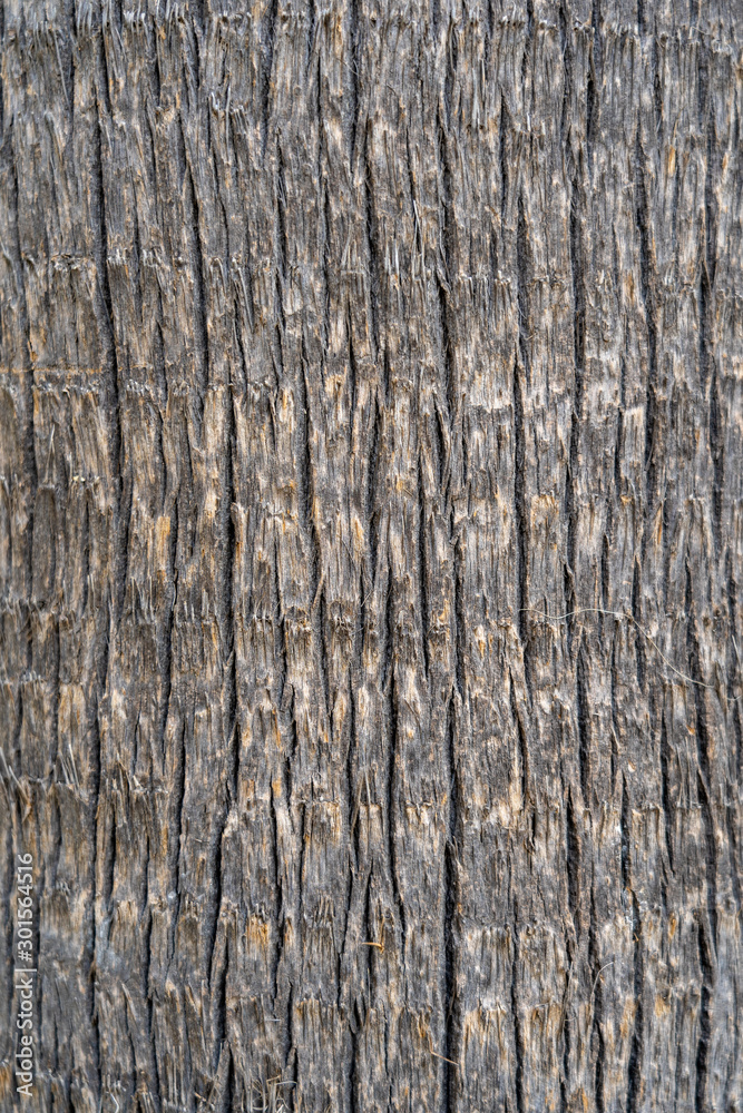 Closeup view of texture of desert palm tree bark. Organic background. Vertical color photography. Closeup view of texture of desert palm tree bark. Organic background. Vertical color photography.