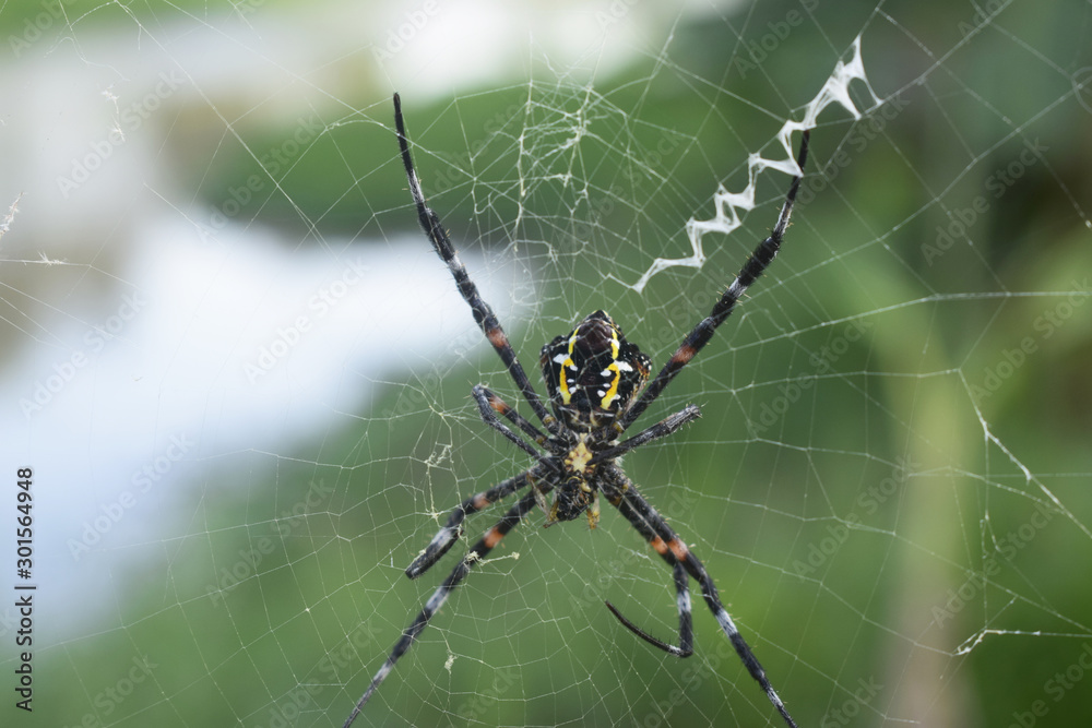 spiders, black spiders are looking for prey spiders, black spiders are looking for prey