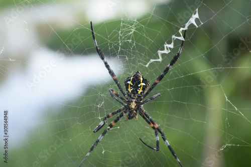 spiders, black spiders are looking for prey