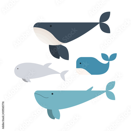 Set of whales vector. Flat animals vector. A Aquatic animals. Vector illustration.