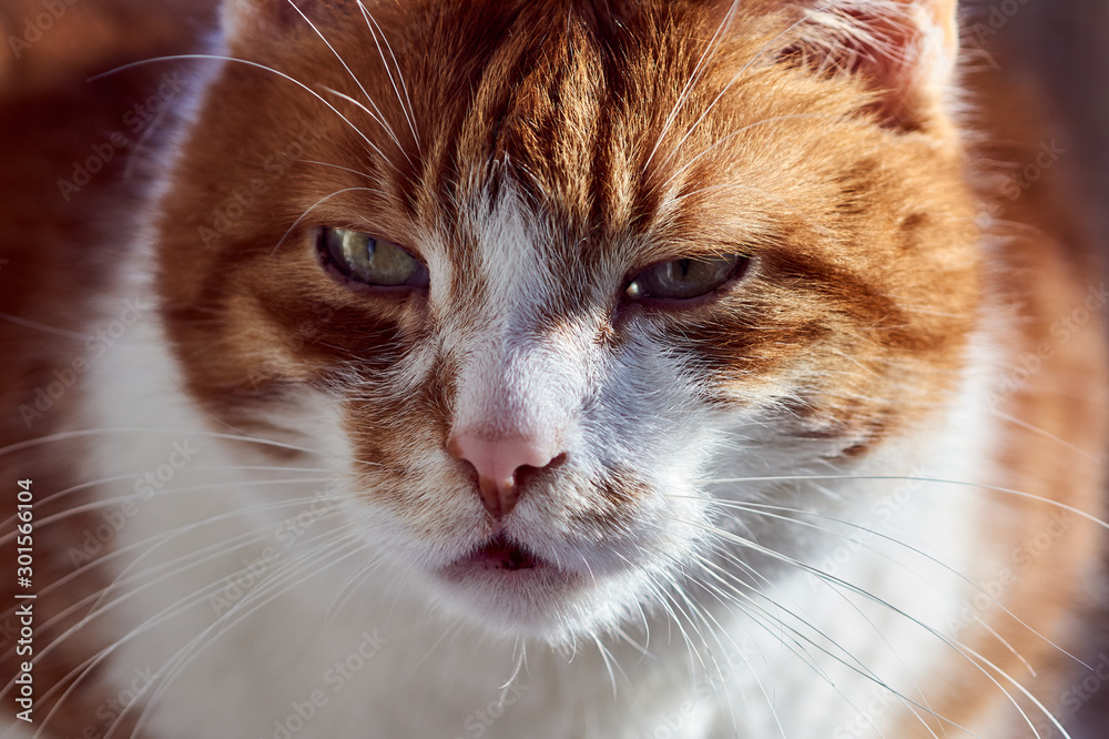 Portrait of an ginger and white, adult European cat.