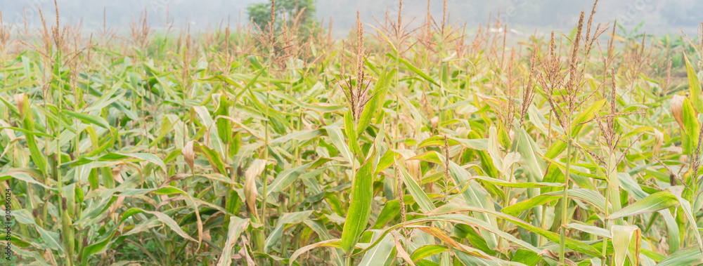 Obraz premium Panoramic organic corn farm with cob and flowers close-up in the North Vietnam