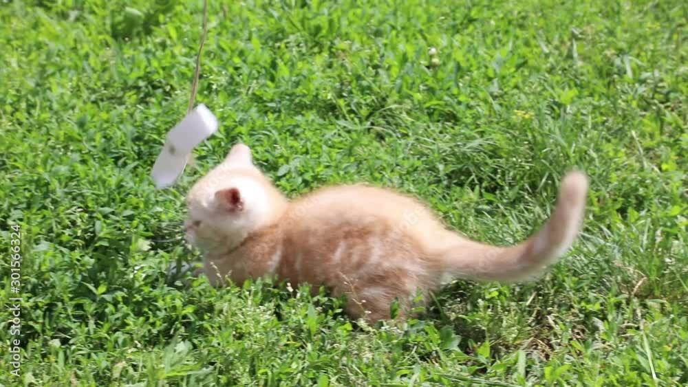 Kitten plays in the grass Kitten plays in the grass