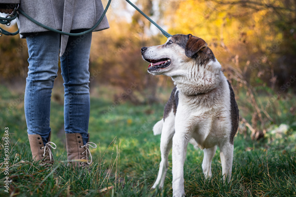 Dog looking to pet owner during walk in nature Dog looking to pet owner during walk in nature