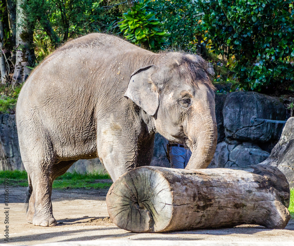 Aisan elephant checks out a log.. Auckland Zoo, Auckland, New Zealand