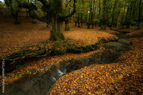 Autumn landscape at Otzarreta,s beech forest, Vizcaya (Spain)