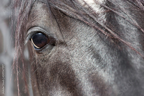 Eye of a horse closeup