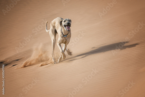 A Sloughi (Arabian greyhound) runs in the desert of Morocco.