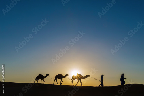 Nomads with dromedaries  camels  in the Sahara desert  Morocco.