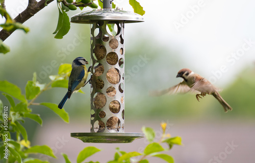 Eine Blaumeise sitzt am Meisenknödelhalter, ein Spatz fliegt darauf zu photo