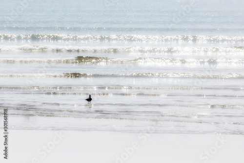 A seagull walks in the water at the beach of Essaouira.