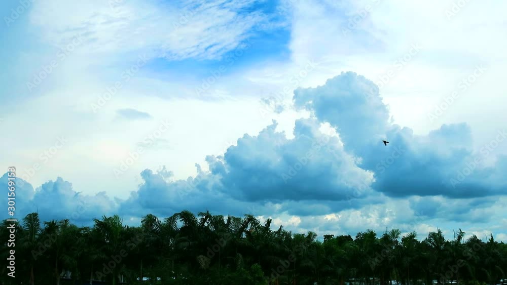 blue sky with pure cloud move pass green top tree and birds flying