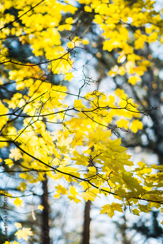 Maple's branches with beautiful golden leaves. Selective focus.