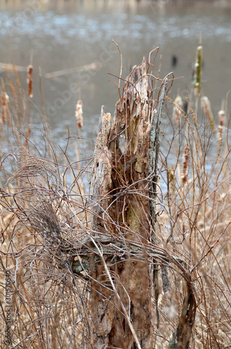 Stumped