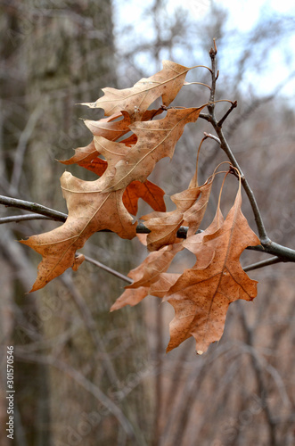 Stumped
