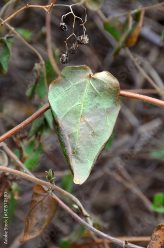 Turning Leaf