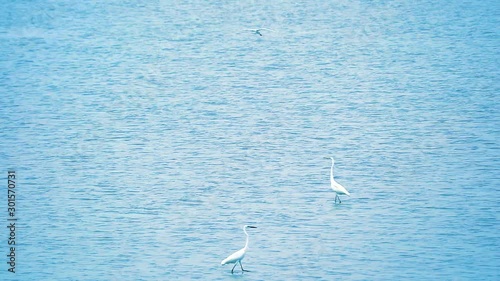 Egrets find to catch animals in water near beach when low tide1 photo