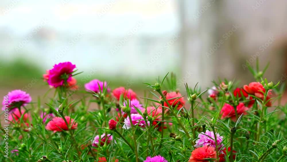 Purslane, Rose mose, Sun plant pink rose magenta flower blooming in the garden1 Purslane, Rose mose, Sun plant pink rose magenta flower blooming in the garden1