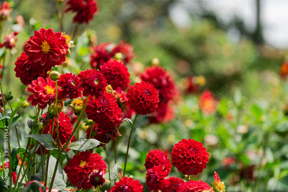 ダリアの花達