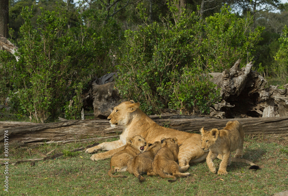 Naklejka premium lioness nursing very young cub