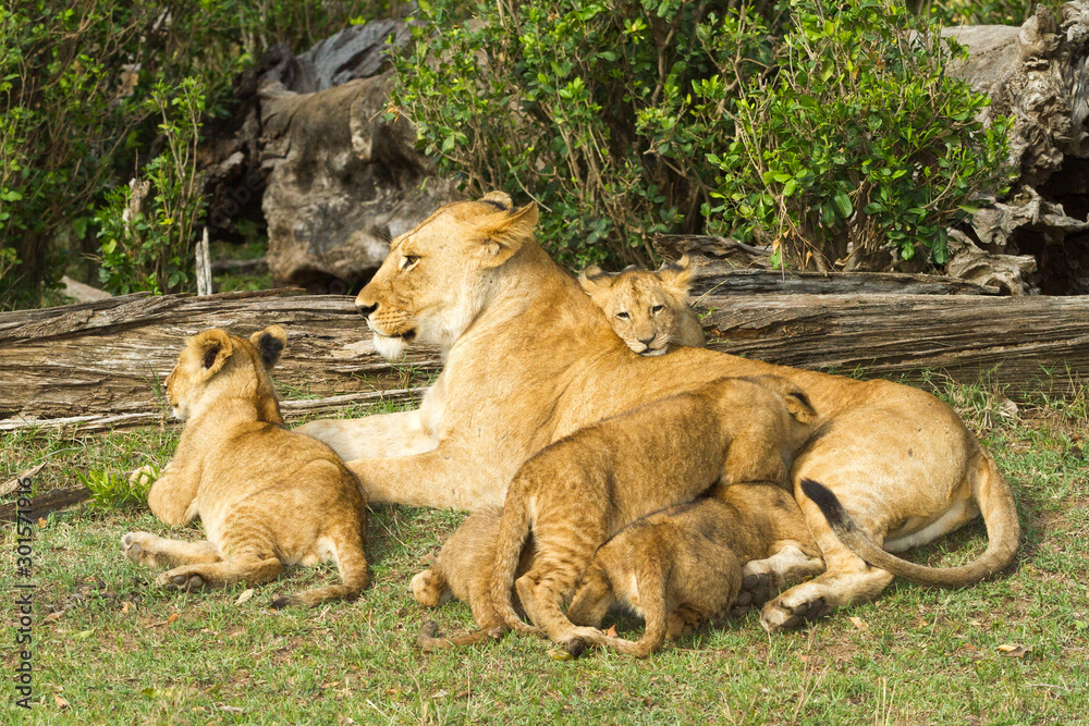 Naklejka premium lioness nursing young cubs