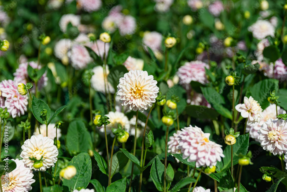 ダリアの花達 ダリアの花達