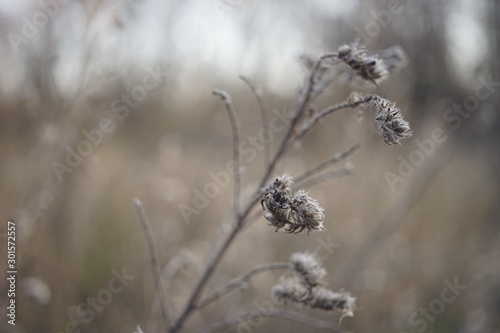 Old dry grass or flowers grow in autumn foggy field.