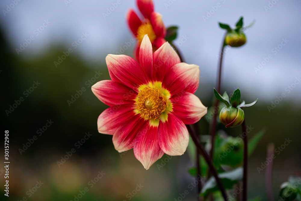 ダリアの花達 ダリアの花達