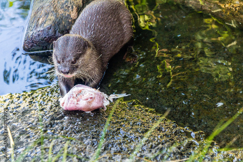 Wombat takes a stroll around his territory. auckalnd Zoo, Auckland, New Zealand photo