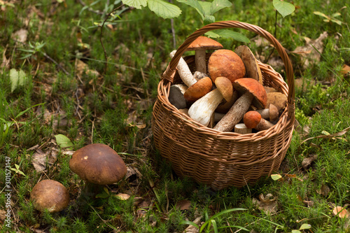 Edible mushrooms porcini in the wicker basket on moss in forest