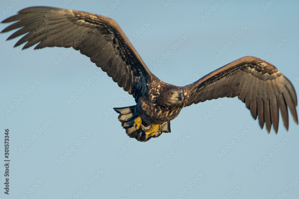 Fototapeta premium White-tailed eagle(Haliaetus albicilla)