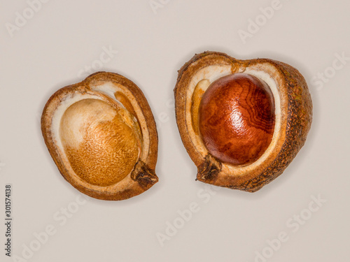 Ripe Horse Chestnut pod  bursting open revealing the seed inside. Photographed with a ring flash.