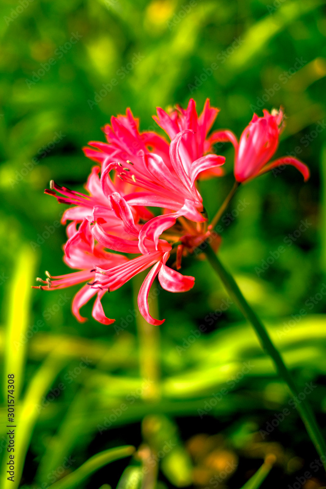 秋の花 ピンク Stock 写真 Adobe Stock