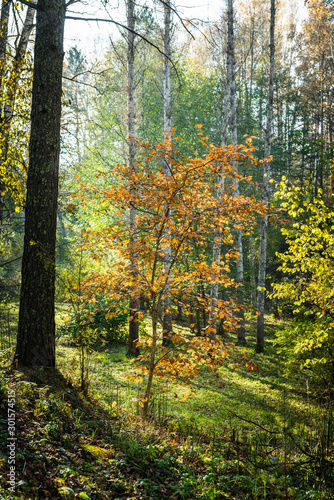 Fototapeta Naklejka Na Ścianę i Meble -  Beautiful autumn forest in the morning sunlight. Selective focus. Shallow depth of field.