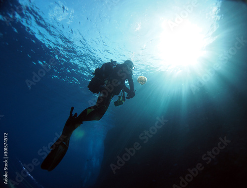 Diving Malta and Gozo - Jellyfish