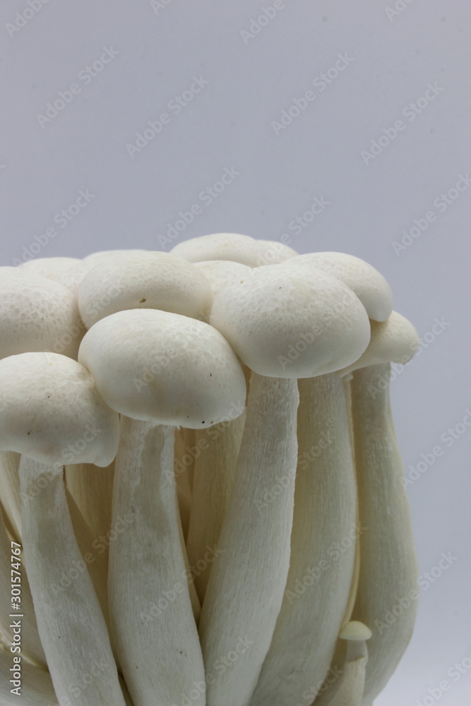 mushrooms on white background mushrooms on white background