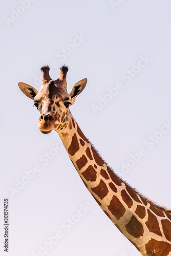Giraffe in Nahaufnahme