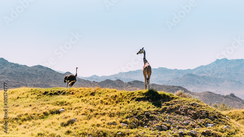 Giraffe und Strauß schauen sich an in der Wildnis photo