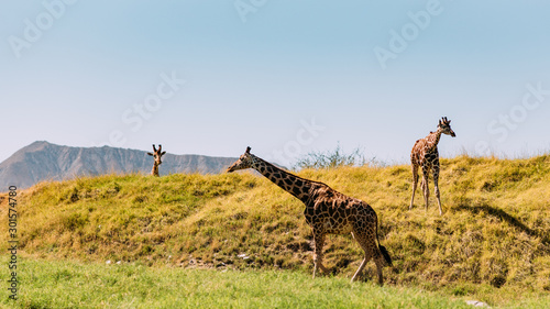 Wunderschöne Giraffen in der Wildnis photo
