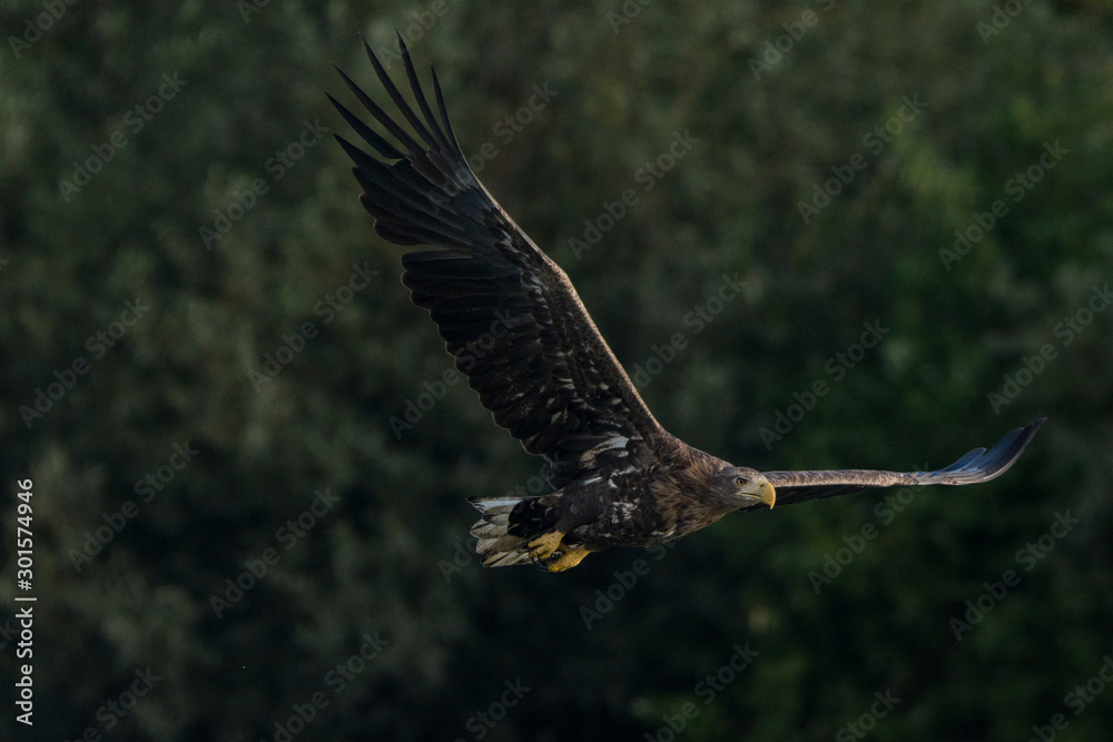 White-tailed eagle(Haliaetus albicilla) White-tailed eagle(Haliaetus albicilla)