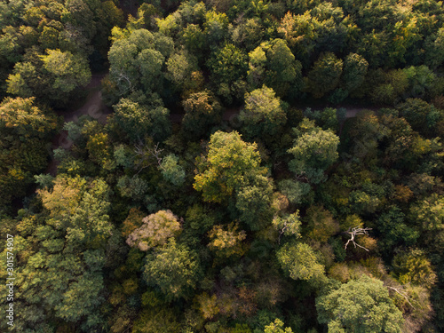 AERIAL  TOP DOWN  Flying above green autumn forest on a sunny day. Boulogne Forest