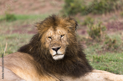 big male Lion portrait with flies