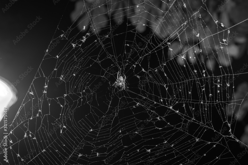 Naklejka premium The spider sits in the web at night. Dark background. Araneus is a genus of common orb-weaving spiders. European garden spider. copy space, black and white